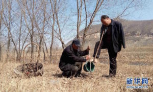 Haixia jest niewidomy, Wenqi nie ma obu rąk. Razem zasadzili ponad 10.000 drzew!