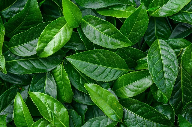Zielona herbata jako składnik balsamów nawilżających